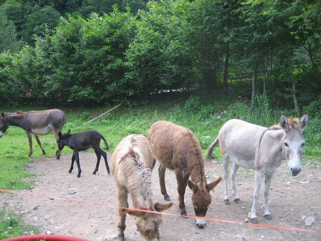 B&B L'Asinello Rampante Arta Terme Bagian luar foto